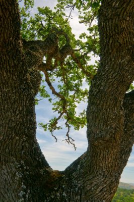 Oack Tree in Pacheco SP