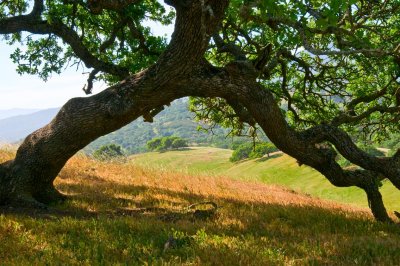 Old Oack Tree