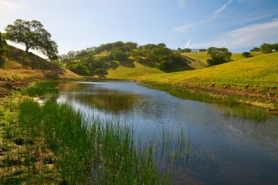 Pig Pond