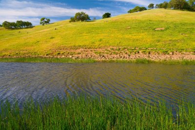 Pig Pond