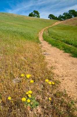 Wild Flower at Trail Side