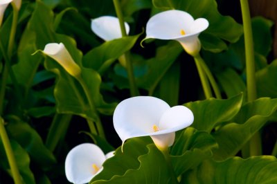 Calla Lily in Back yard