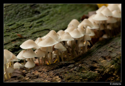 Fungi