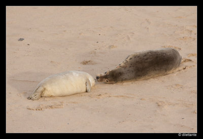Grey Seal mother and pup