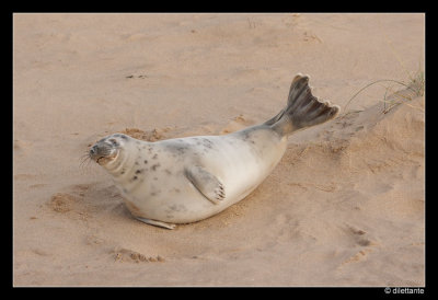 Grey Seal pup