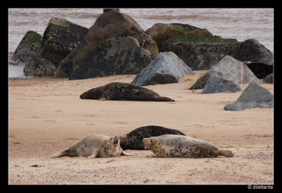 Grey Seals