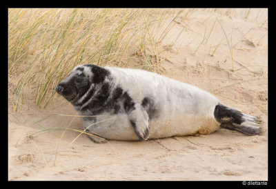 Grey Seal pup