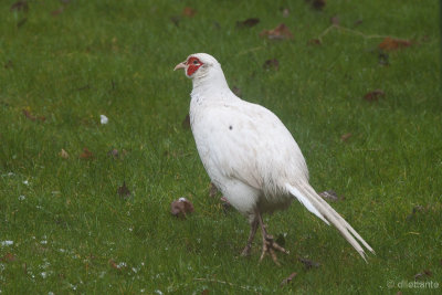 Leucistic pheasant