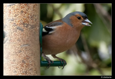 Chaffinch (n)