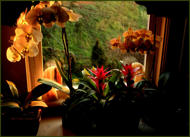early spring morning window.JPG