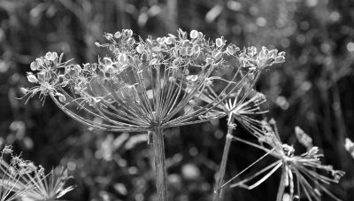 IMG_4764.JPG