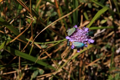 IMG_4787.JPG
