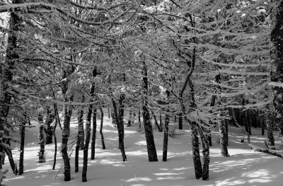 Winter Woods.JPG