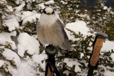 Canadian Grey Jay