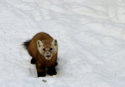 Wild (and not so wild) Life on Tom, Field & Willey 2.7.13