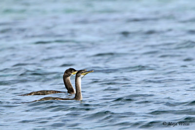 Kormoran/Cormorant