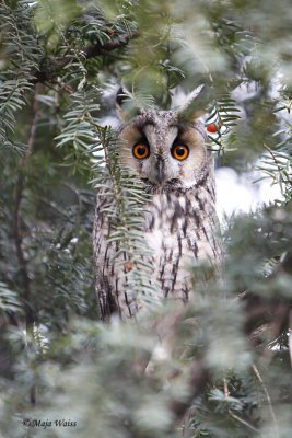 Sove-sokoli-/Owls-falcons-