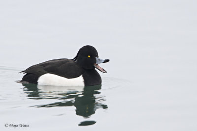 Copasta crnica/Tufted duck