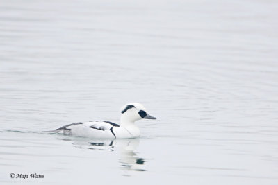 Mala zagarica/Smew