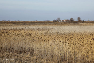 Vojvodina