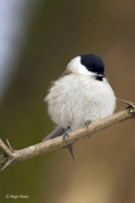 Mocvirska sinica/Marsh tit