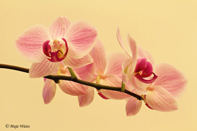 Orhideja.jpg