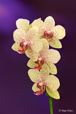 Orhideja 6.jpg
