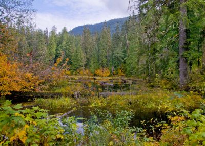 Cascade Mountain Wetland