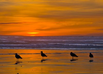 Ocean Shores Sunset