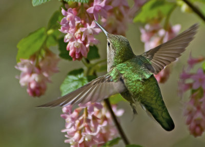 Flying Into The Currant