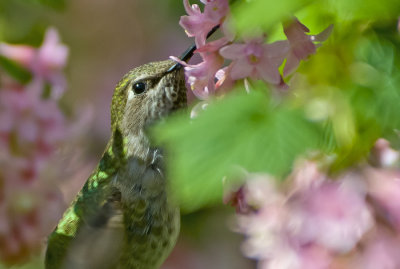 A Close Encounter