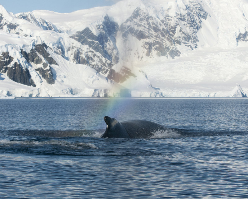 Humpback Whale Rainbow