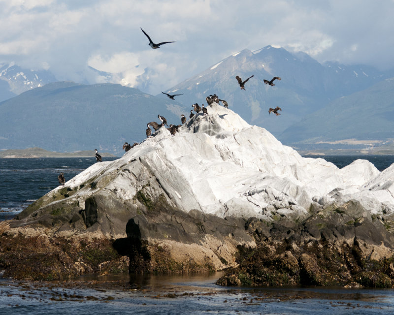 Imperial Shags at Ushuaia
