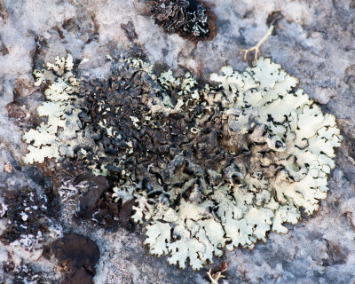 Lichen