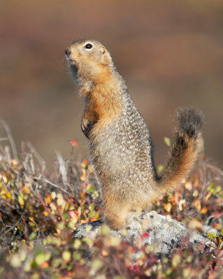 Squirrel, Point Lake