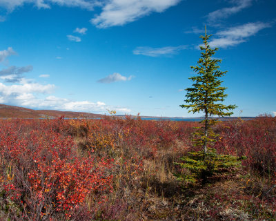 Lonely Tree on the Arctic Barrens