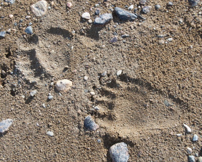 Bear Prints, Point Lake