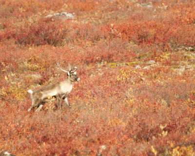 Caribou amongst fall colurs, Point Lake