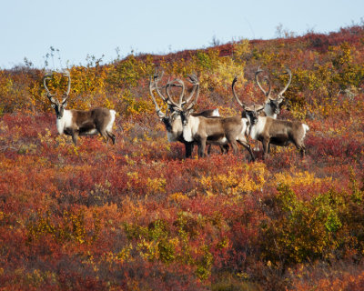 Herd of Caribou, Point Lake