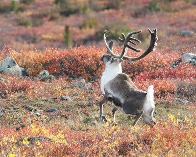 Leaping Caribou