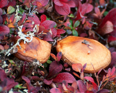 Mushrooms and Bearberry