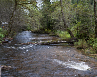 River for Bear Viewing