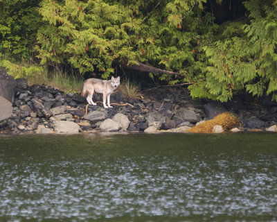Coastal Wolf along Water's edge