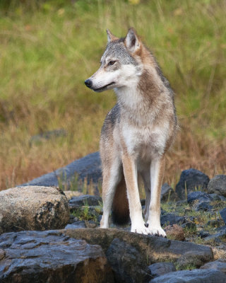 Coastal Wolf 4