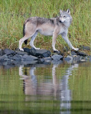 Coastal Wolf 2