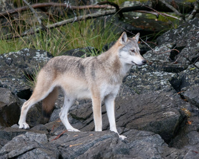 Coastal Wolf