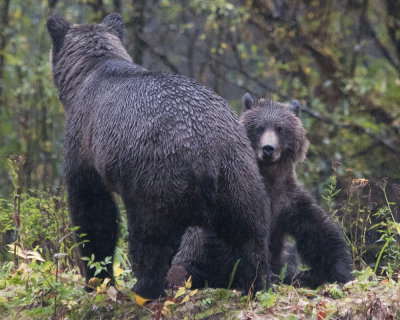 Grizzly Bear pair