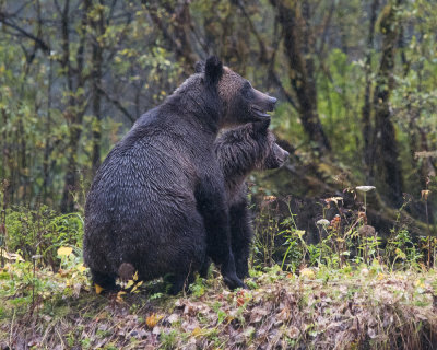 Mama and baby grizzly bears