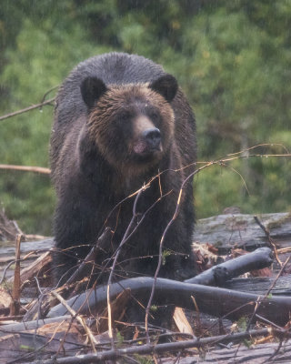 Grizzly Bear in the Rain