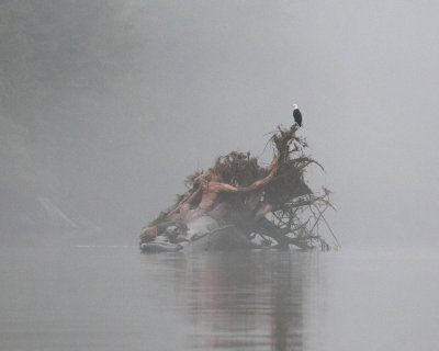 Foggy Morning in Khutze Inlet